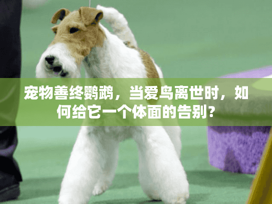 宠物善终鹦鹉，当爱鸟离世时，如何给它一个体面的告别？