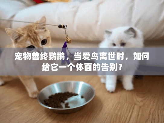 宠物善终鹦鹉，当爱鸟离世时，如何给它一个体面的告别？