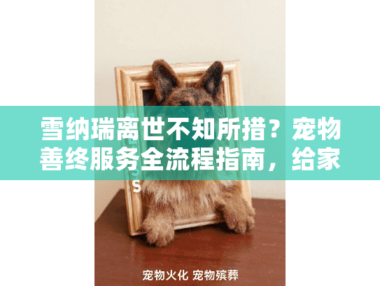 雪纳瑞离世不知所措？宠物善终服务全流程指南，给家人体面告别