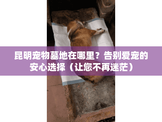 昆明宠物墓地在哪里？告别爱宠的安心选择（让您不再迷茫）