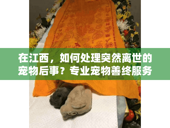 在江西，如何处理突然离世的宠物后事？专业宠物善终服务指南