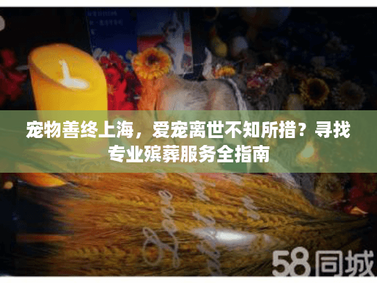 宠物善终上海，爱宠离世不知所措？寻找专业殡葬服务全指南