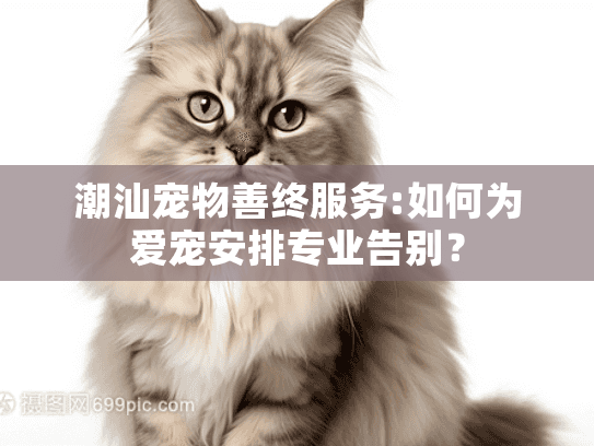 潮汕宠物善终服务:如何为爱宠安排专业告别？