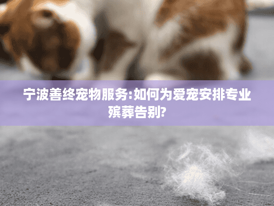 宁波善终宠物服务:如何为爱宠安排专业殡葬告别?