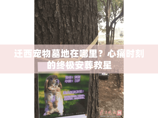 迁西宠物墓地在哪里？心痛时刻的终极安葬救星