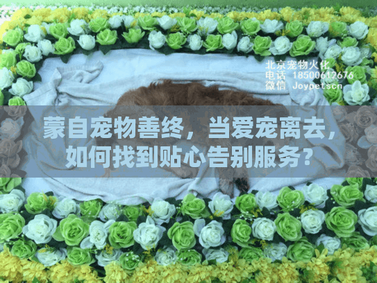 蒙自宠物善终，当爱宠离去，如何找到贴心告别服务？