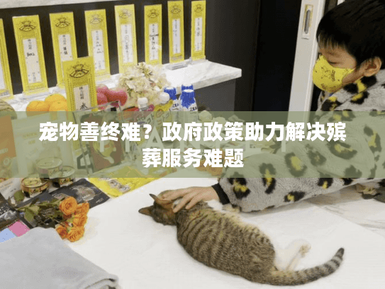 宠物善终难？政府政策助力解决殡葬服务难题