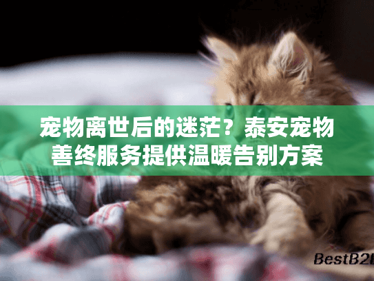 宠物离世后的迷茫？泰安宠物善终服务提供温暖告别方案