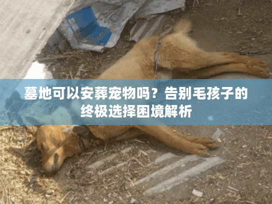 墓地可以安葬宠物吗？告别毛孩子的终极选择困境解析