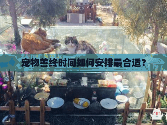 宠物善终时间如何安排最合适？