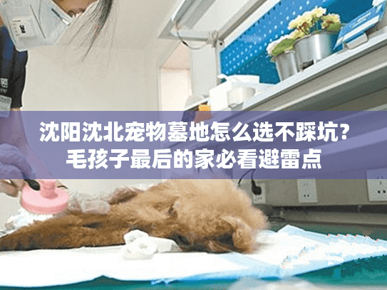沈阳沈北宠物墓地怎么选不踩坑？毛孩子最后的家必看避雷点