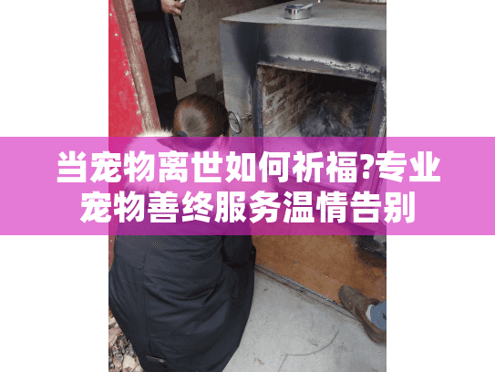 当宠物离世如何祈福?专业宠物善终服务温情告别