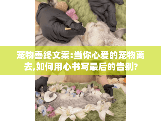 宠物善终文案:当你心爱的宠物离去,如何用心书写最后的告别?