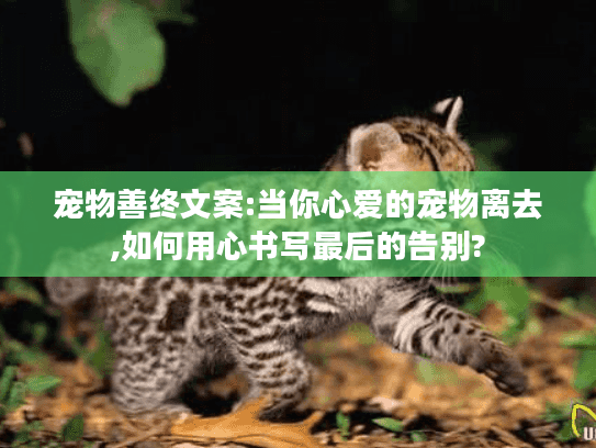 宠物善终文案:当你心爱的宠物离去,如何用心书写最后的告别?