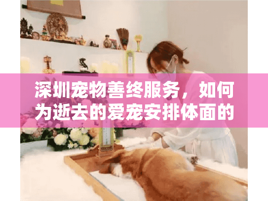 深圳宠物善终服务，如何为逝去的爱宠安排体面的告别？