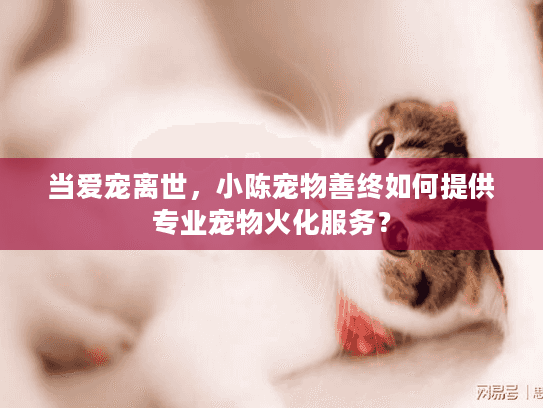 当爱宠离世，小陈宠物善终如何提供专业宠物火化服务？