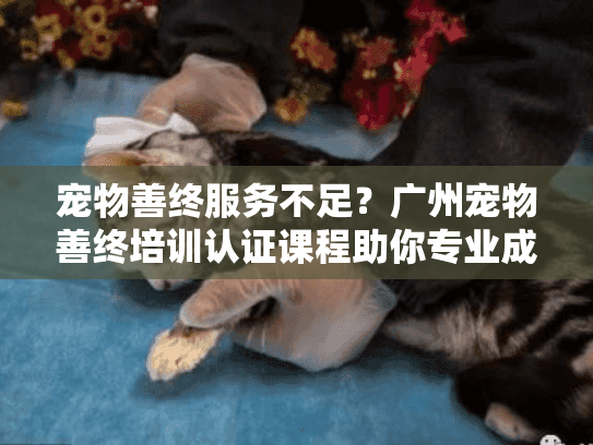宠物善终服务不足？广州宠物善终培训认证课程助你专业成长
