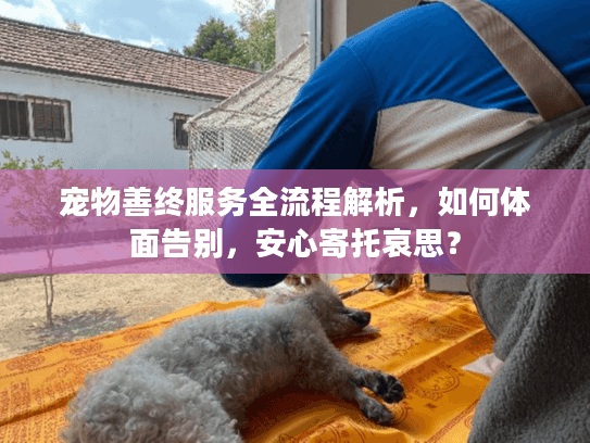 宠物善终服务全流程解析，如何体面告别，安心寄托哀思？