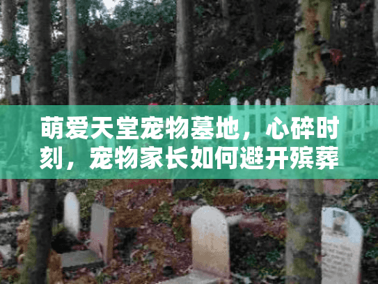 萌爱天堂宠物墓地，心碎时刻，宠物家长如何避开殡葬服务坑洞？