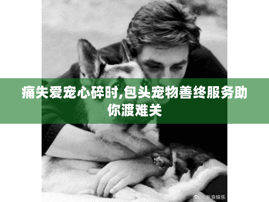 痛失爱宠心碎时,包头宠物善终服务助你渡难关