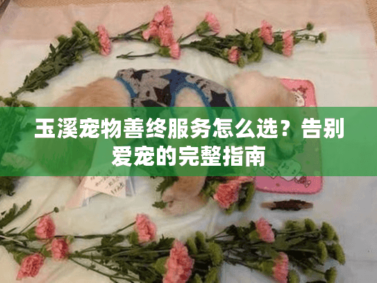 玉溪宠物善终服务怎么选？告别爱宠的完整指南