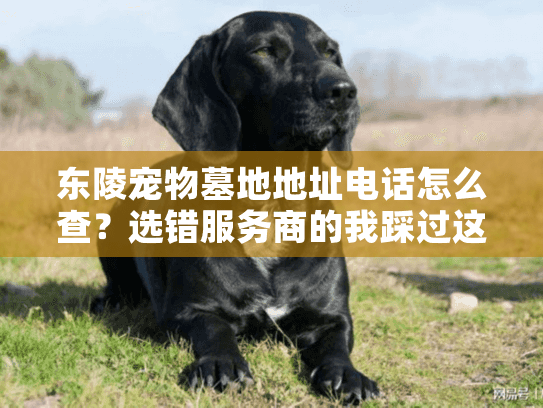 东陵宠物墓地地址电话怎么查？选错服务商的我踩过这些坑