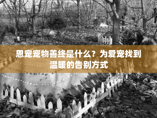 恩宠宠物善终是什么？为爱宠找到温暖的告别方式
