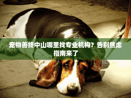宠物善终中山哪里找专业机构？告别焦虑指南来了