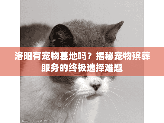 洛阳有宠物墓地吗？揭秘宠物殡葬服务的终极选择难题