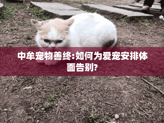 中牟宠物善终:如何为爱宠安排体面告别?