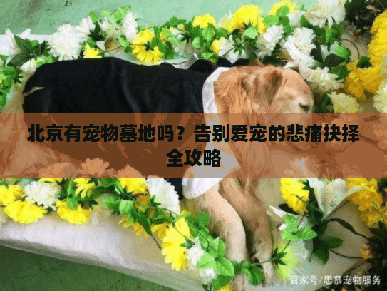 北京有宠物墓地吗？告别爱宠的悲痛抉择全攻略