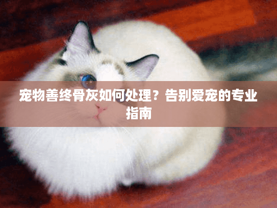 宠物善终骨灰如何处理？告别爱宠的专业指南