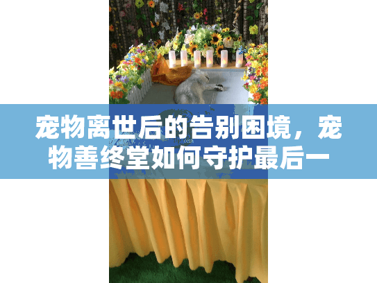 宠物离世后的告别困境，宠物善终堂如何守护最后一程的爱？