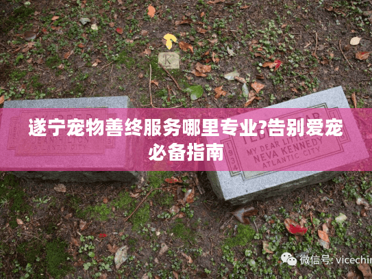 遂宁宠物善终服务哪里专业?告别爱宠必备指南