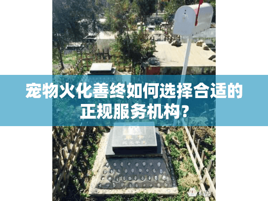 宠物火化善终如何选择合适的正规服务机构？