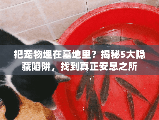 把宠物埋在墓地里？揭秘5大隐藏陷阱，找到真正安息之所