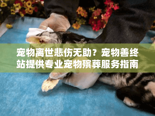 宠物离世悲伤无助？宠物善终站提供专业宠物殡葬服务指南