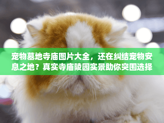 宠物墓地寺庙图片大全，还在纠结宠物安息之地？真实寺庙陵园实景助你突围选择困境