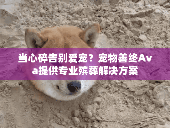 当心碎告别爱宠？宠物善终Ava提供专业殡葬解决方案