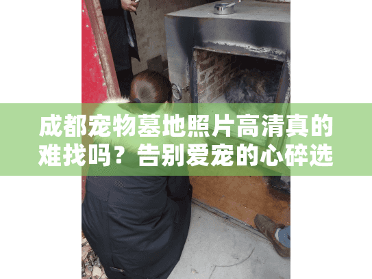 成都宠物墓地照片高清真的难找吗？告别爱宠的心碎选择妙招