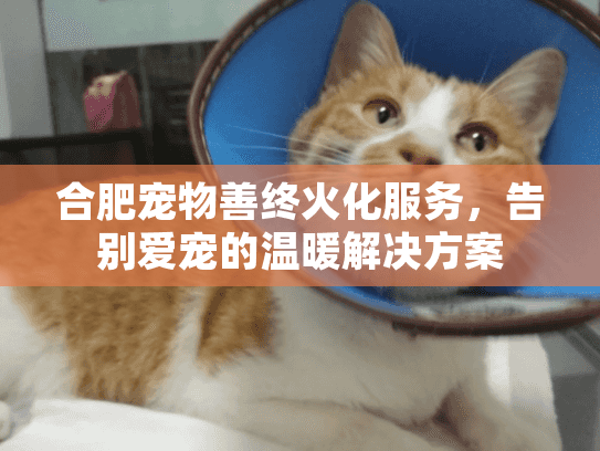 合肥宠物善终火化服务，告别爱宠的温暖解决方案