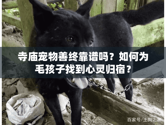 寺庙宠物善终靠谱吗？如何为毛孩子找到心灵归宿？