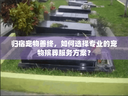 归宿宠物善终，如何选择专业的宠物殡葬服务方案？