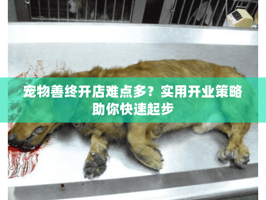宠物善终开店难点多？实用开业策略助你快速起步