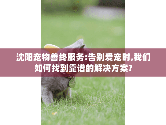 沈阳宠物善终服务:告别爱宠时,我们如何找到靠谱的解决方案?