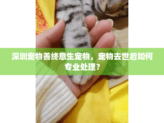 深圳宠物善终意生宠物，宠物去世后如何专业处理？