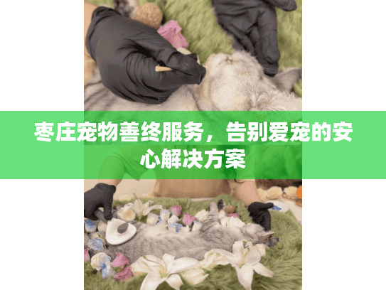 枣庄宠物善终服务，告别爱宠的安心解决方案