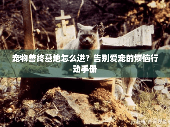 宠物善终墓地怎么进？告别爱宠的烦恼行动手册