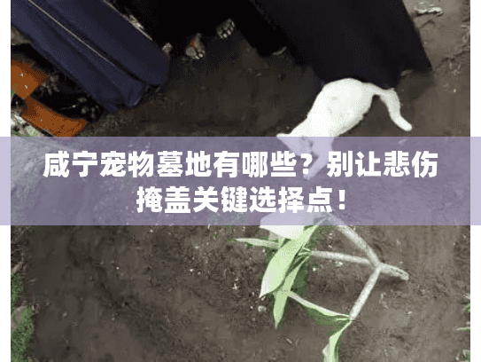 咸宁宠物墓地有哪些？别让悲伤掩盖关键选择点！