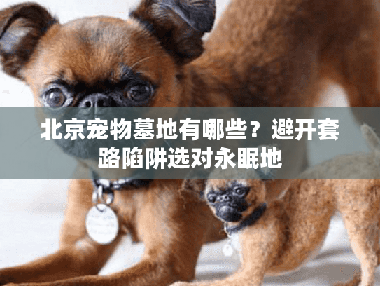 北京宠物墓地有哪些？避开套路陷阱选对永眠地